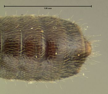 Media type: image;   Entomology 24066 Aspect: abdomen ventral view